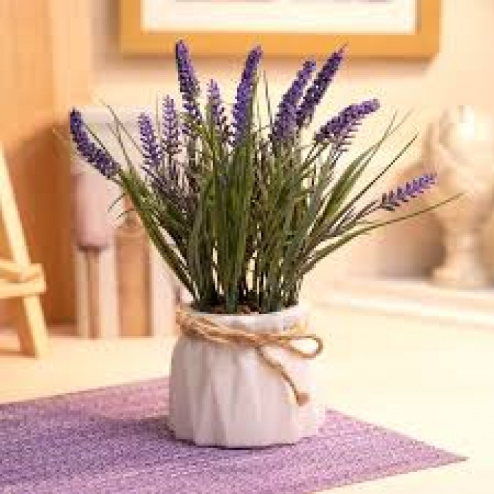 Лаванда в Шу