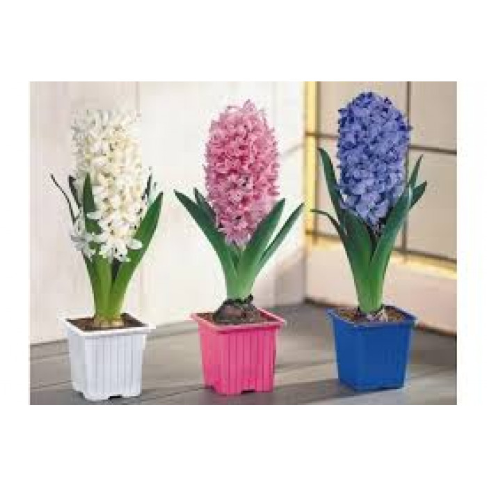 Гиацинты в Шу