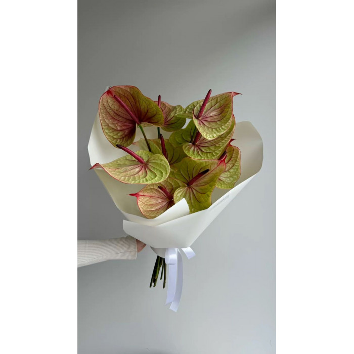 Антуриумы в Шу