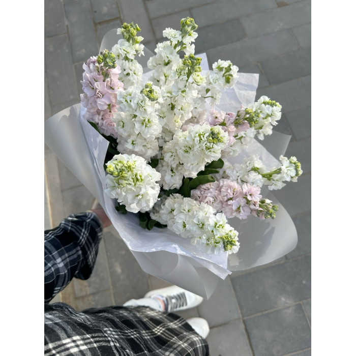 Маттиола в Шу