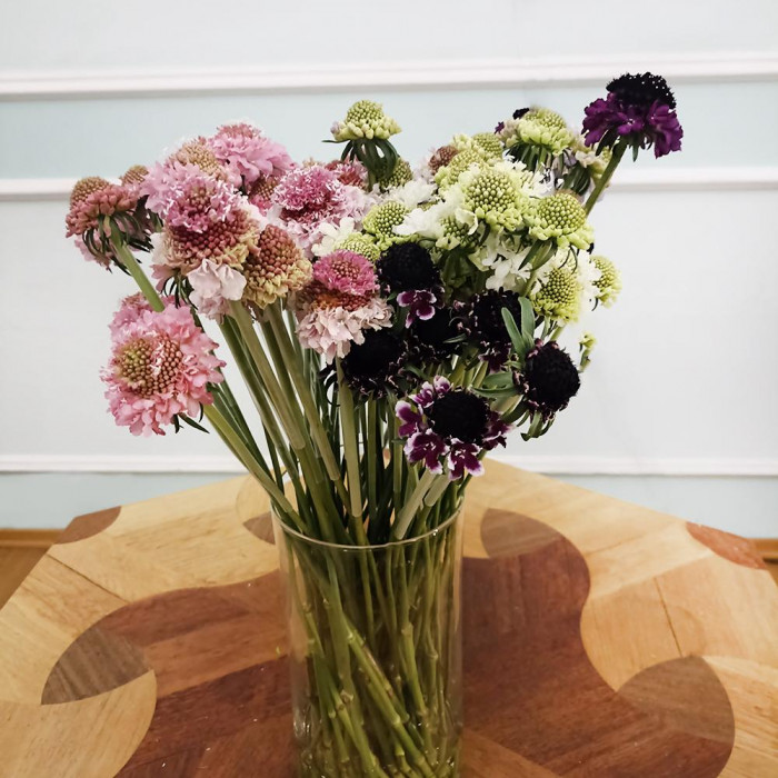 Скобиоза в Шу