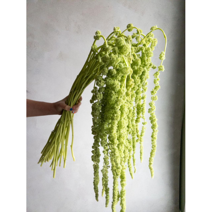 Амарантус в Шу