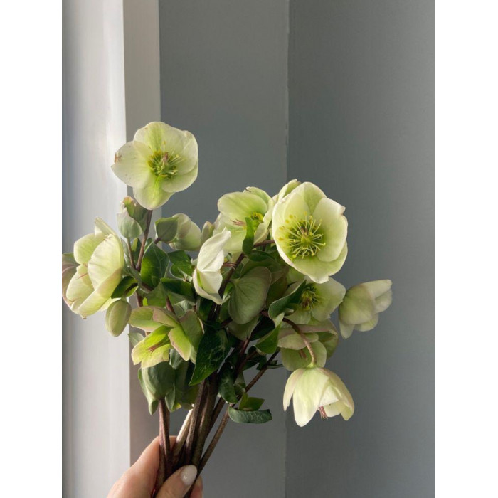 Хелеборус в Шу