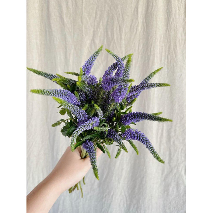 Вероника в Шу