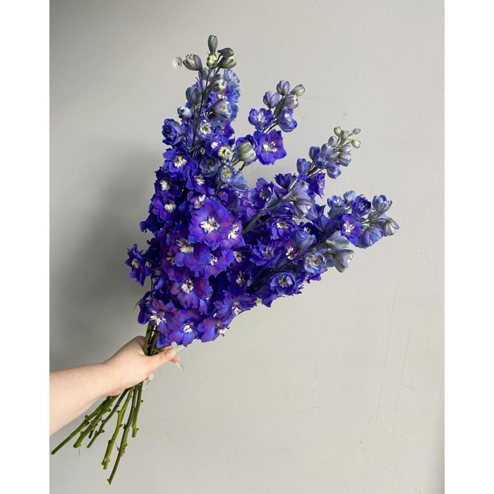 Делфиниум в Шу