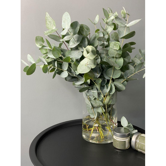 Эвкалипт в Шу