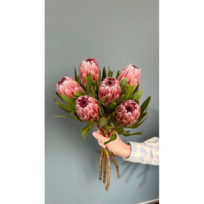 Протея в Шу