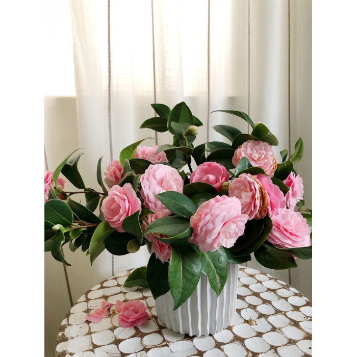 Камелия в Шу