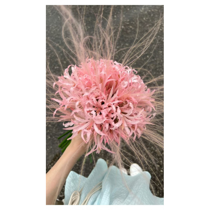 Нерине в Шу