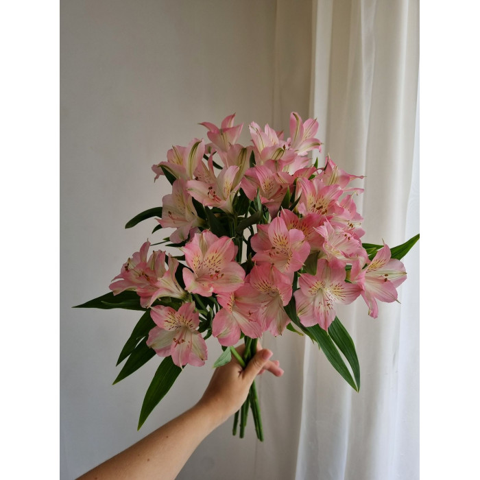 Альпиния в Шу