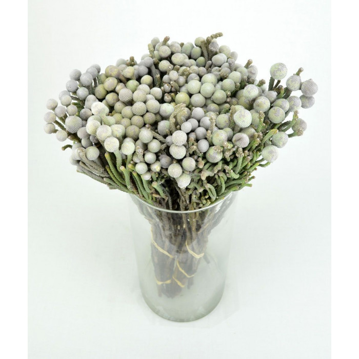 Бруния в Шу