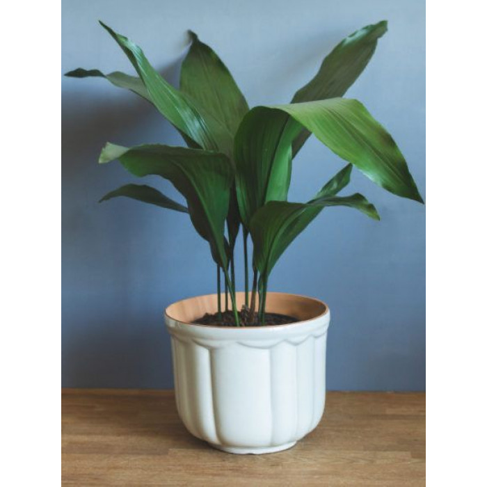 Аспидистра в Шу