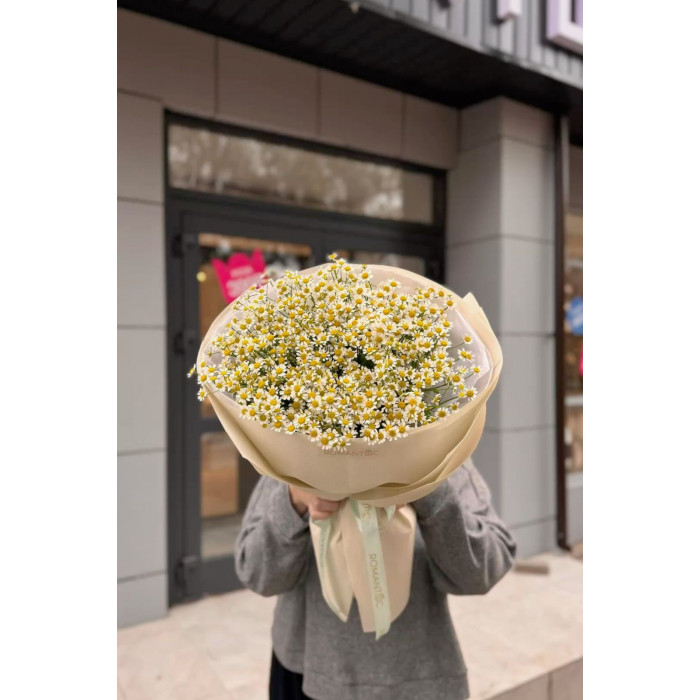 Танацетум в Шу