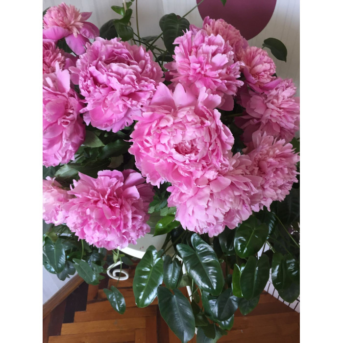 Пион древовидный в Шу