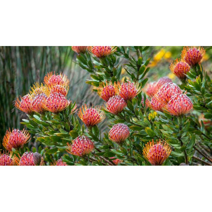 Леукоспермум в Шу