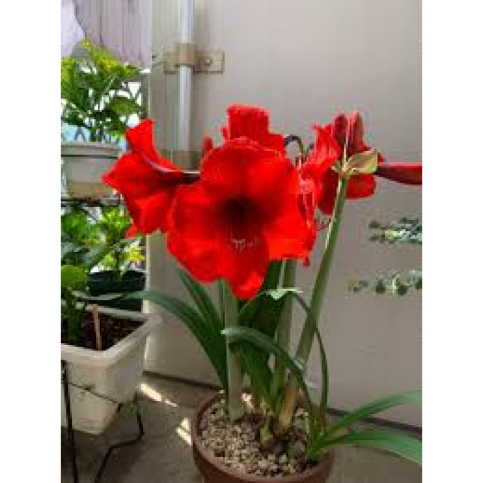 Амариллис в Шу