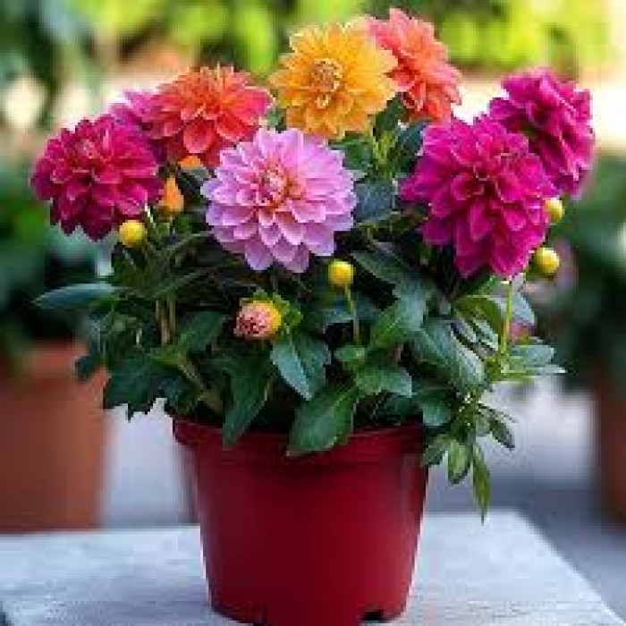 Георгины в Шу