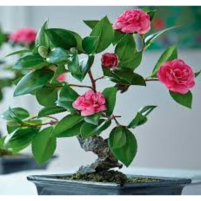 Камелия в Шу