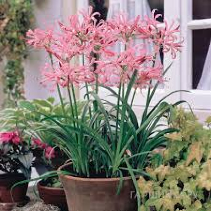 Нерине в Шу