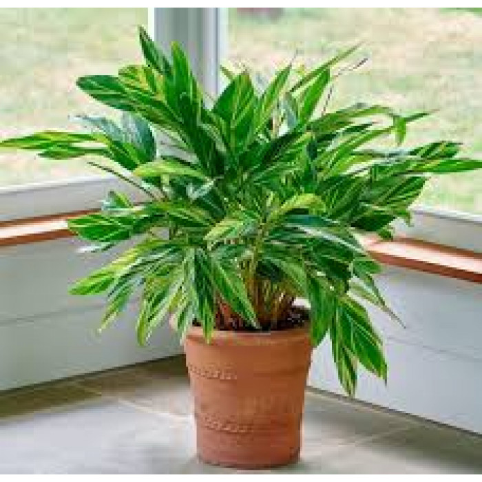 Альпиния в Шу