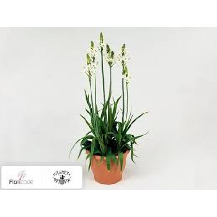 Орнитогалум в Шу