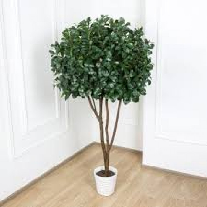 Рускус в Шу